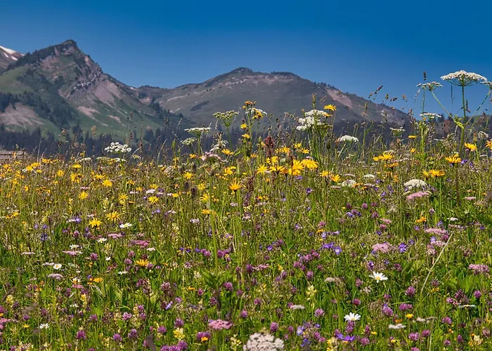 In Near Slopes شقة بيشلباخ